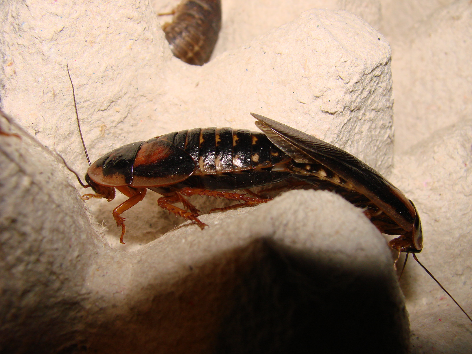 karaczan argentyński (Blaptica dubia)