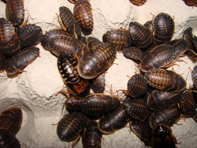 karaczan argentyński (Blaptica dubia)