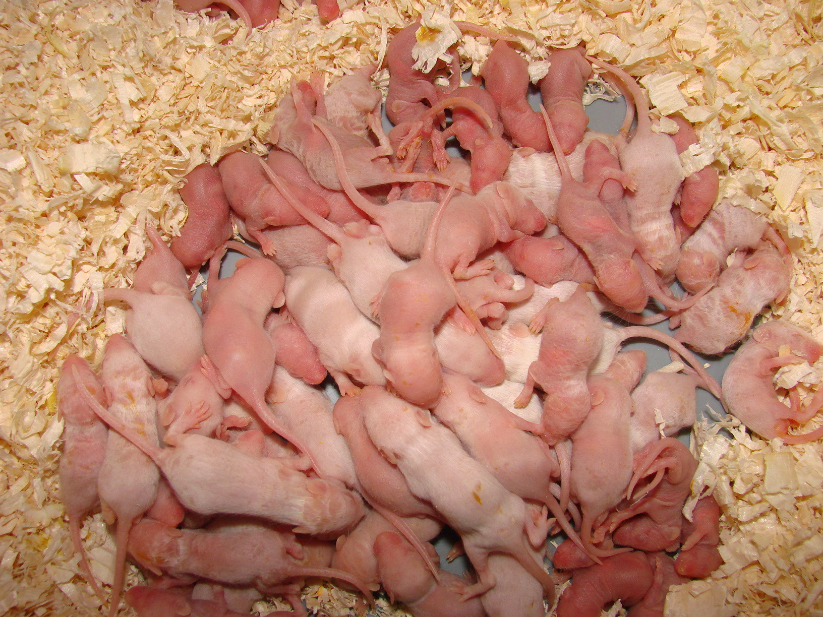 oseski mysie mrożone