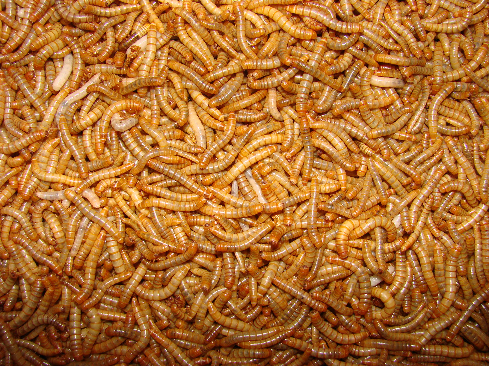 larwy mącznika (Tenebrio molitor)